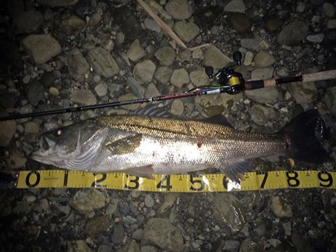 シーバス釣りを初めて1年半で90UPをキャッチ！徳島県在住のNさんのレポート