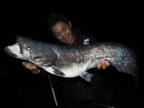狙う魚は日本三大怪魚の一種、ビワコオオナマズ