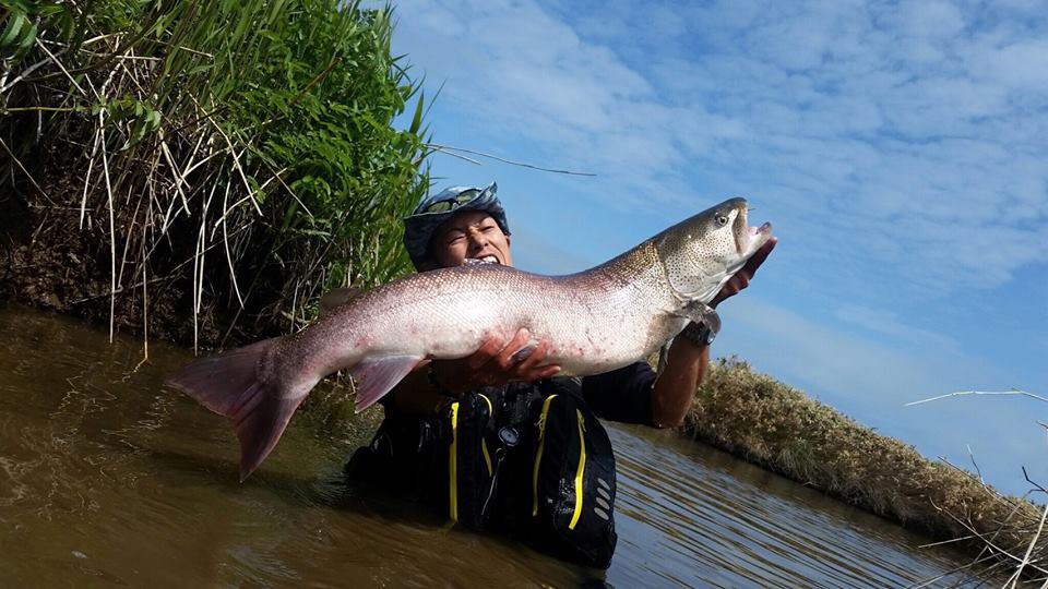 日本三大怪魚 と言われる アカメ ビワコオオナマズ イトウ を釣った今 次のターゲットはショアからのオオニベ Fishman公式ブログ